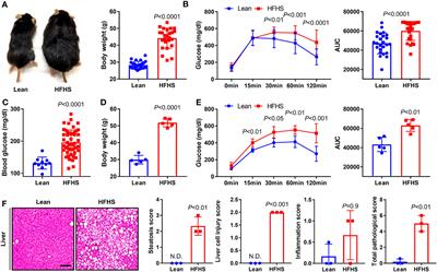 Parathyroid hormone therapy improves MRSA-infected fracture healing in a murine diabetic model